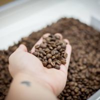 Zrnková káva Papua Nová Guinea - 100% Arabica