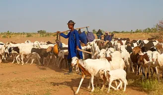 Pastýř v modrém oděvu s holí kráčí mezi stádem koz na vyprahlé planině