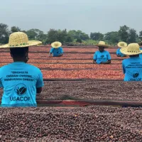 Zrnková káva - Uganda 100% Arabica