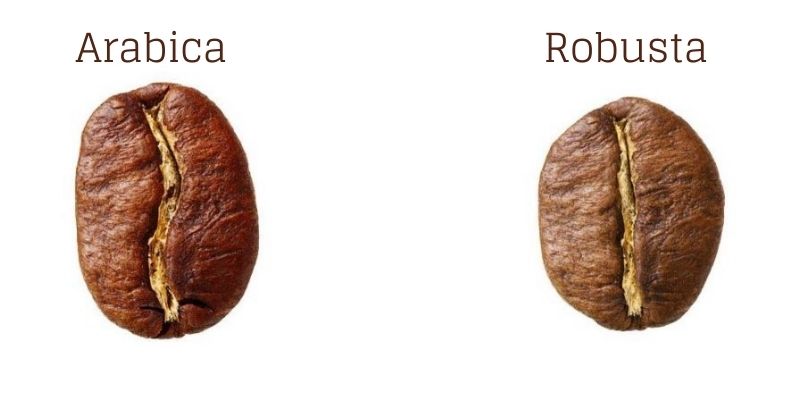 arabica